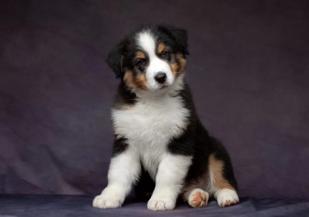 Australian Shepherd Puppies for Sale in Los Angeles (CA)