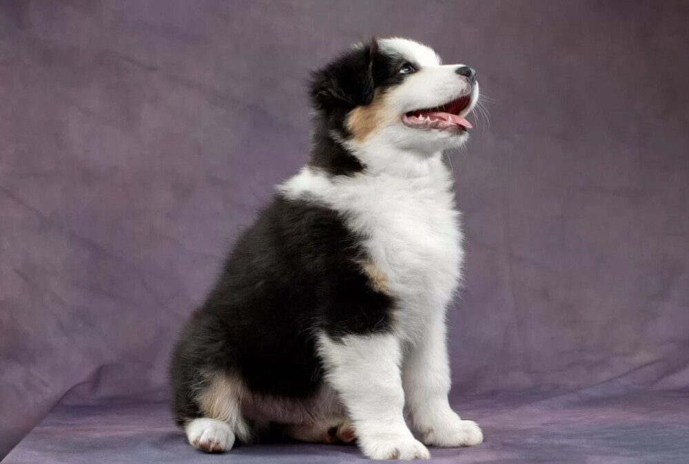 Australian Shepherd Puppies for Sale in Los Angeles (CA)