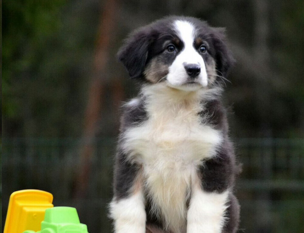 Australian Shepherd Female Puppy for Sale in San Diego (CA)