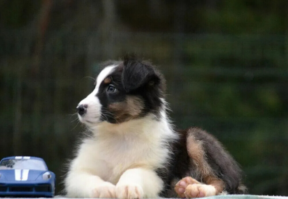 Australian Shepherd Female Puppy for Sale in San Diego (CA)