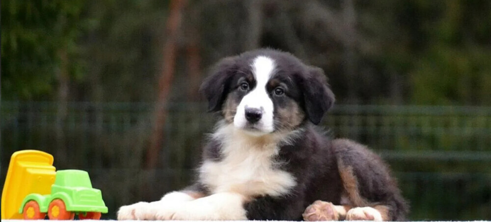 Australian Shepherd Female Puppy for Sale in San Diego (CA)