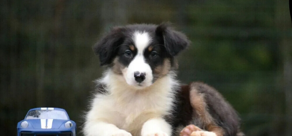 Australian Shepherd Female Puppy for Sale in San Diego (CA)