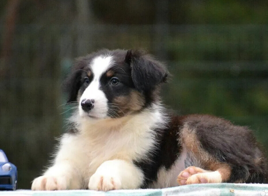 Australian Shepherd Female Puppy for Sale in San Diego (CA)