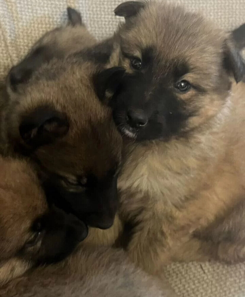 German Shepherd Puppies for Sale in Austin (TX)