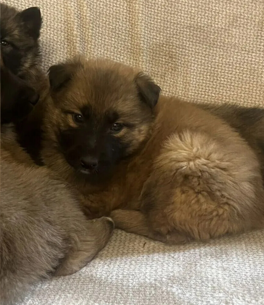 German Shepherd Puppies for Sale in Austin (TX)