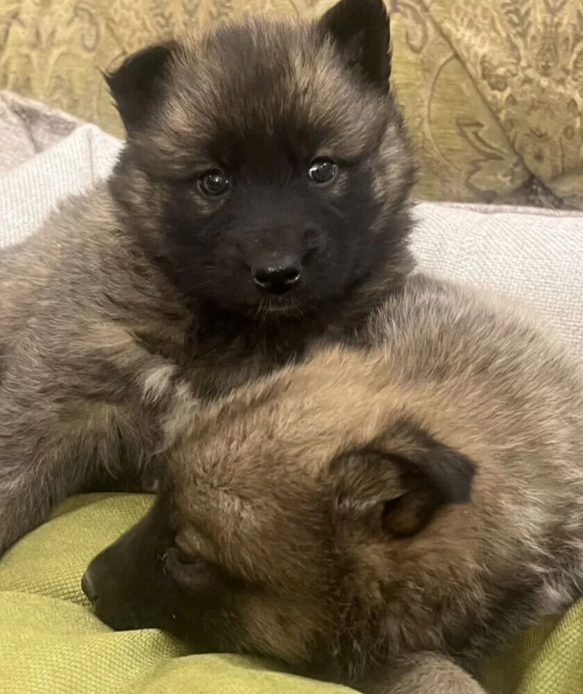 German Shepherd Puppies for Sale in Austin (TX)