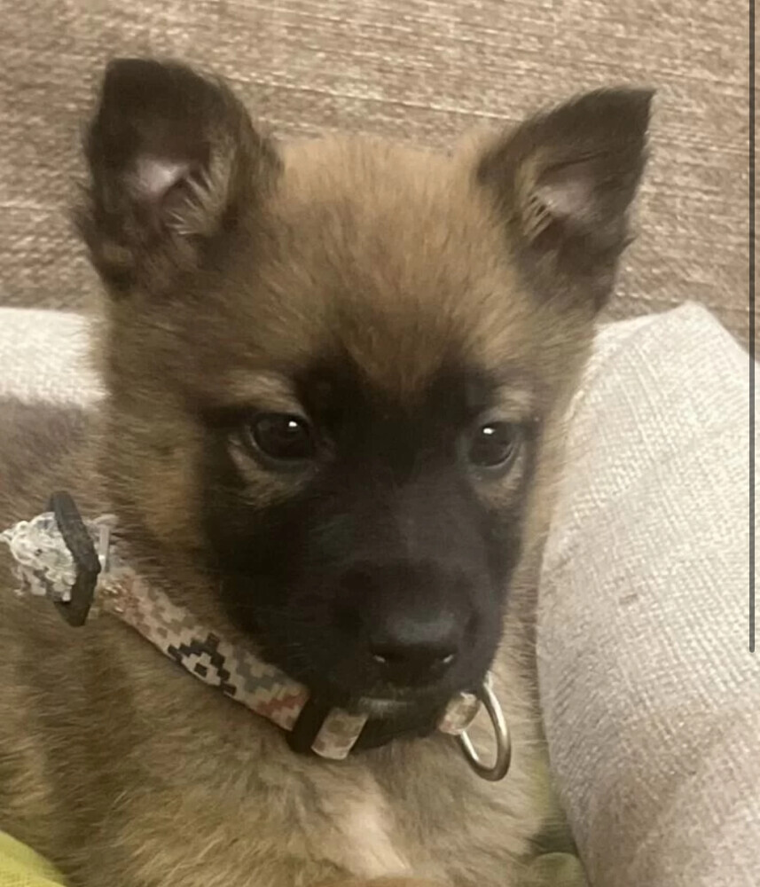 German Shepherd Male Puppy for Sale in New York (NY)