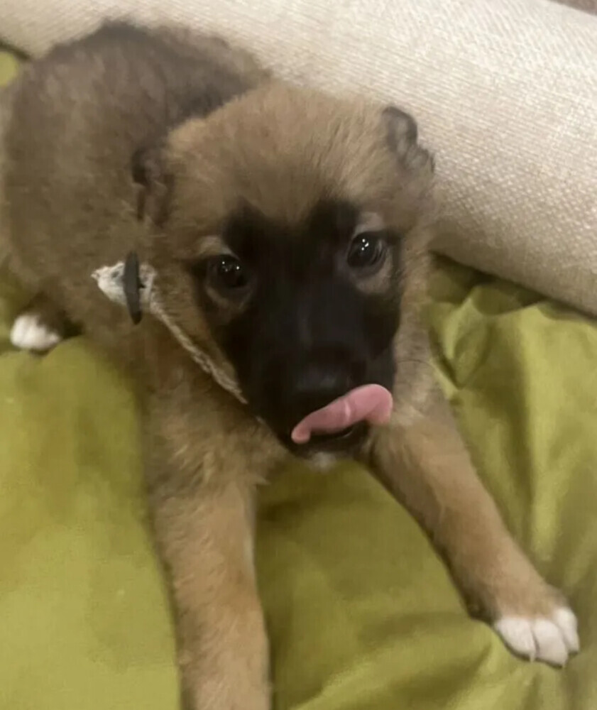 German Shepherd Male Puppy for Sale in New York (NY)