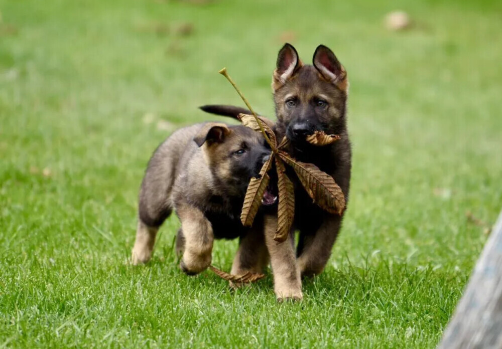 German Shepherd Female Puppies for Sale in Chicago (IL)