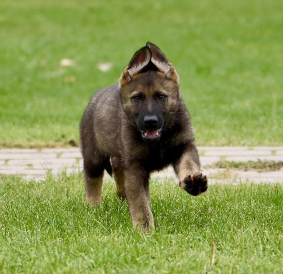 German Shepherd Female Puppies for Sale in Chicago (IL)
