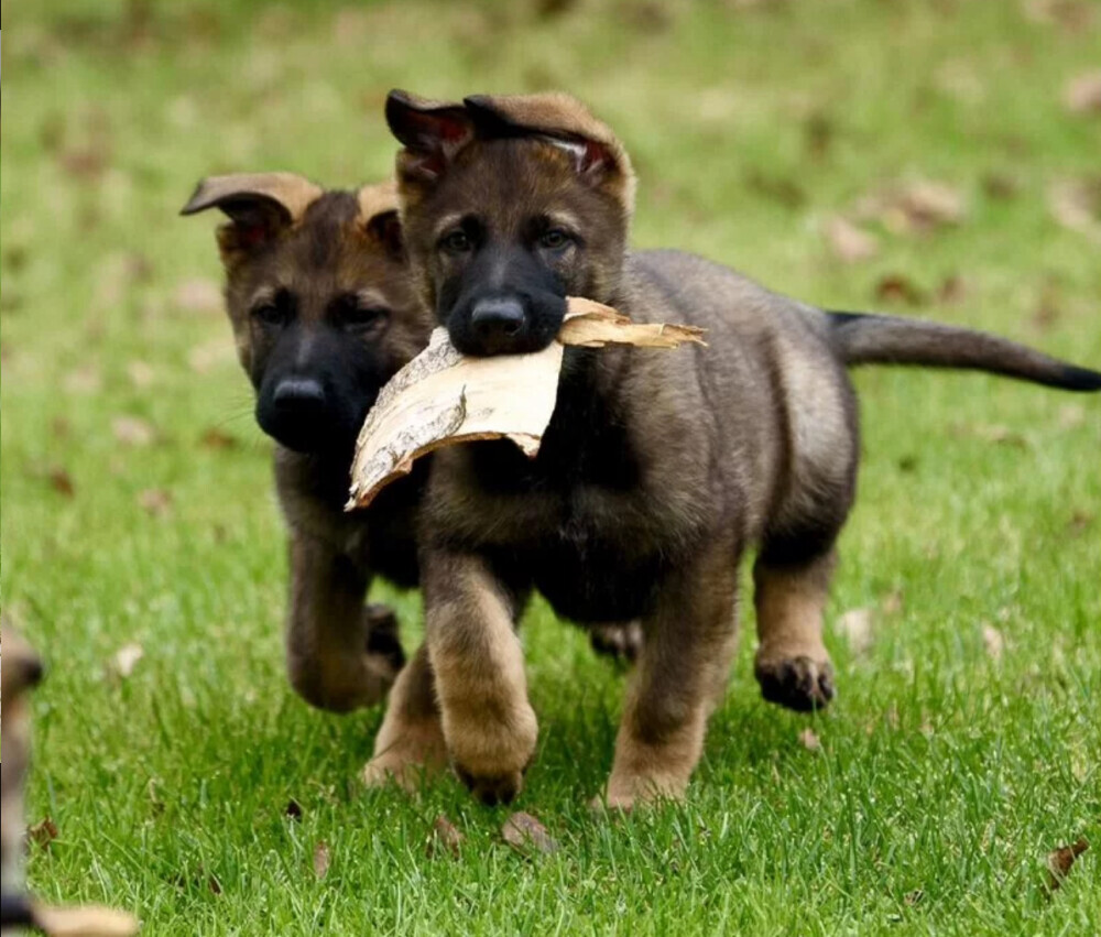 German Shepherd Female Puppies for Sale in Chicago (IL)