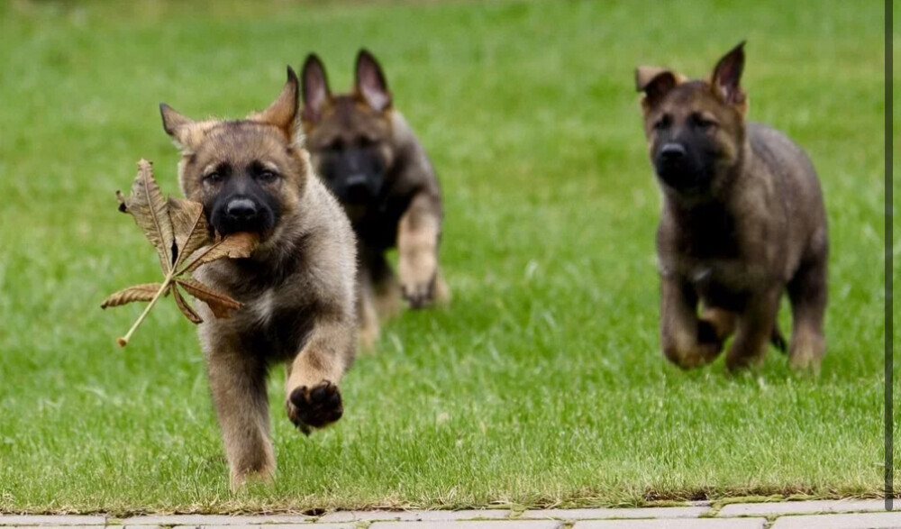German Shepherd Female Puppies for Sale in Chicago (IL)
