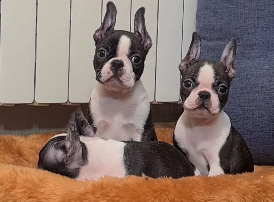 Boston Terrier Puppies for Sale in Alabama (AL)