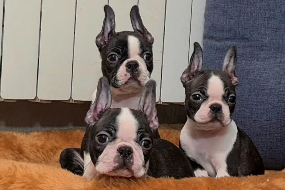 Boston Terrier Puppies for Sale in Alabama (AL)