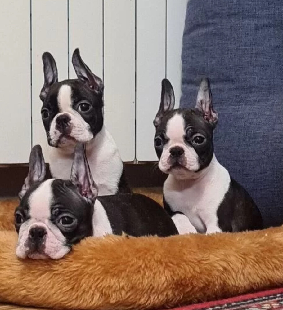 Boston Terrier Puppies for Sale in Alabama (AL)
