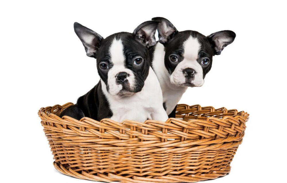 Boston Terrier Female Puppy for Sale in New York (NY)