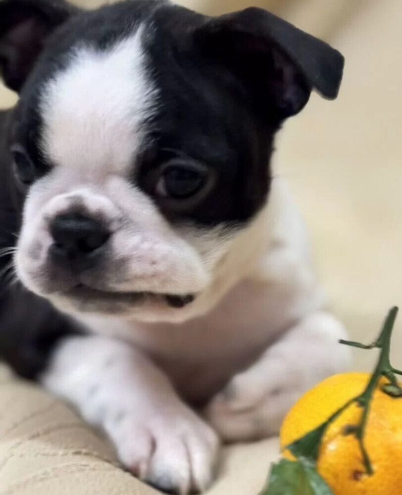 Boston Terrier Female Puppy for Sale in New York (NY)