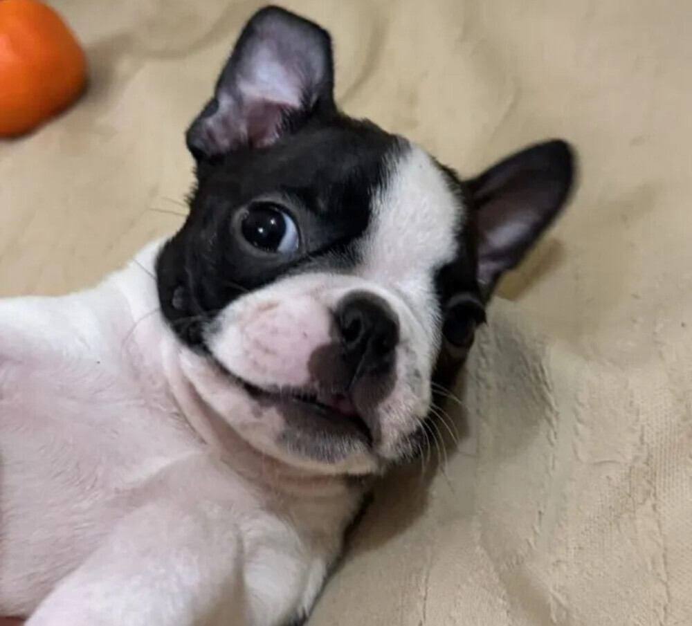 Boston Terrier Female Puppy for Sale in New York (NY)