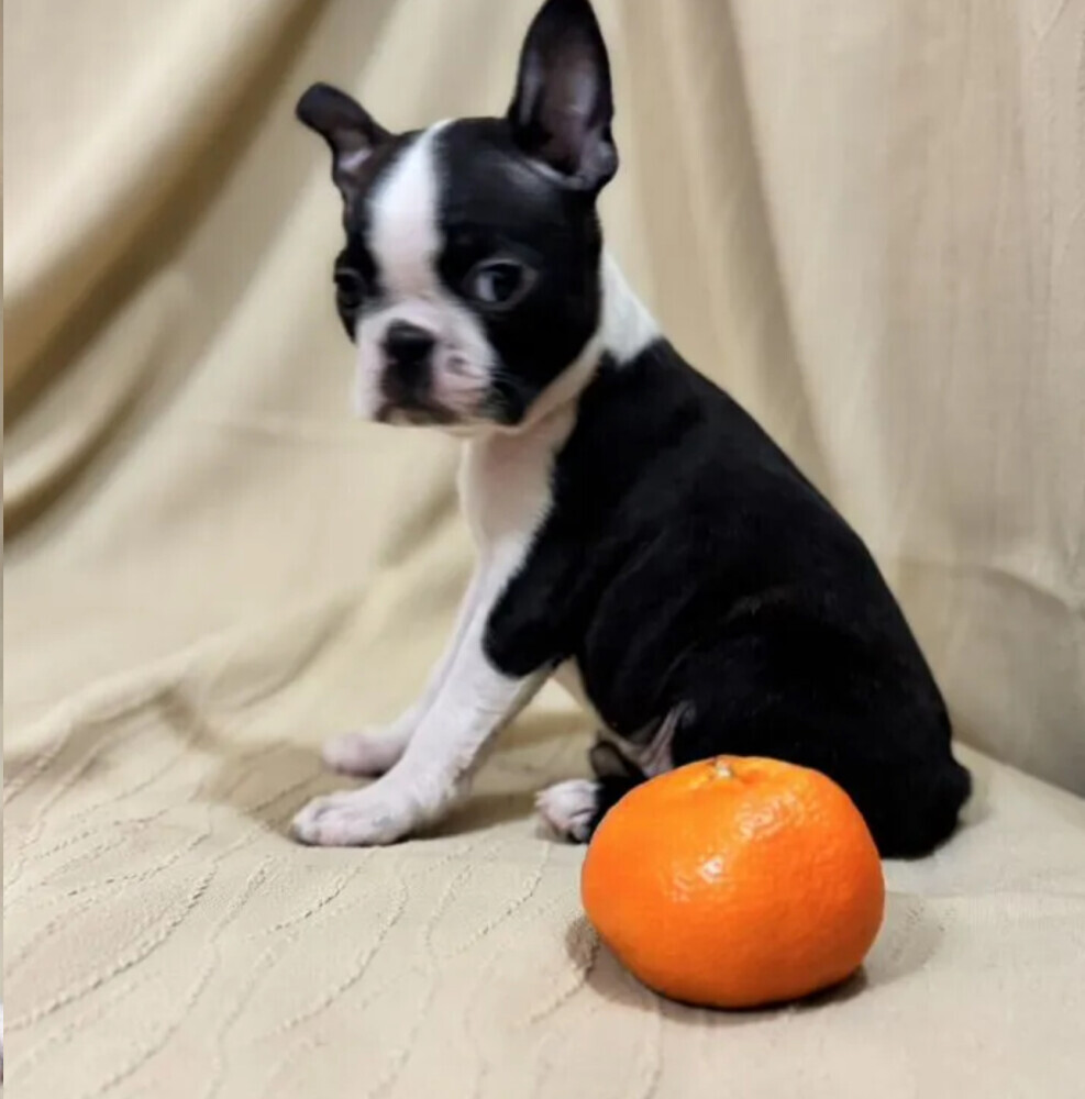 Boston Terrier Female Puppy for Sale in New York (NY)