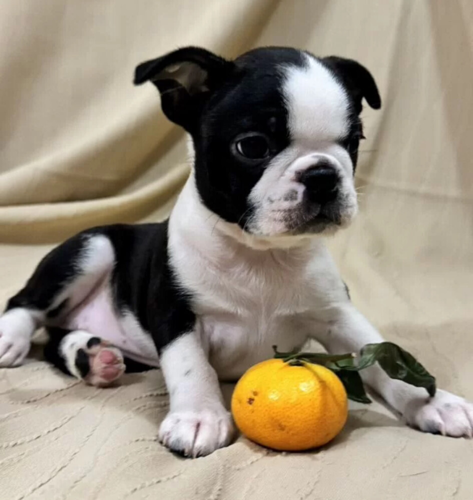 Boston Terrier Female Puppy for Sale in New York (NY)