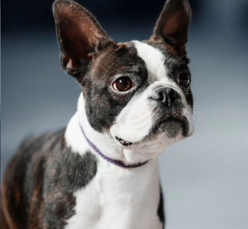 Boston Terrier Male Puppy for Sale in San Antonio (TX)