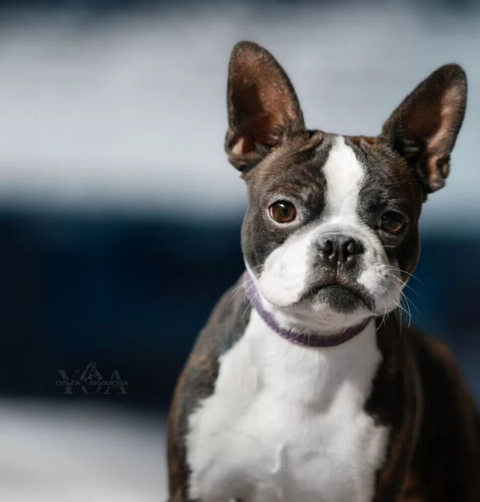 Boston Terrier Male Puppy for Sale in San Antonio (TX)