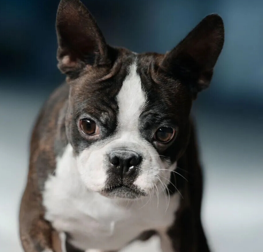 Boston Terrier Male Puppy for Sale in San Antonio (TX)