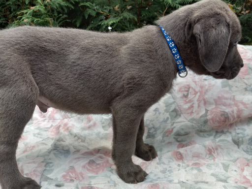 Amazing Cane Corso's
