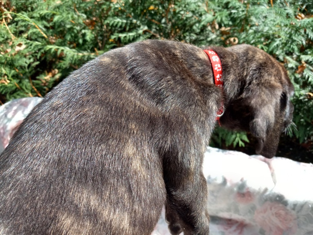 Amazing Cane Corso's