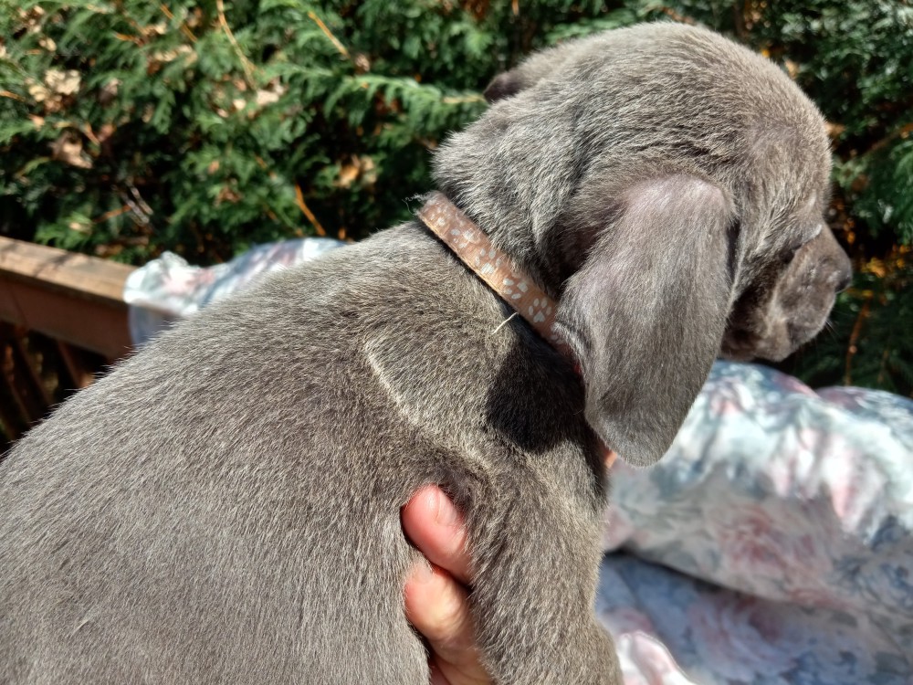 Amazing Cane Corso's