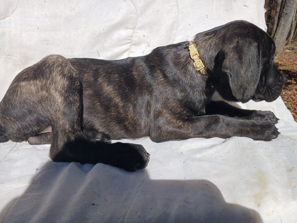 Amazing Cane Corso's