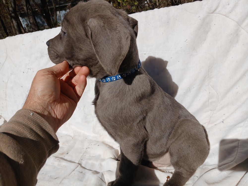 Amazing Cane Corso's