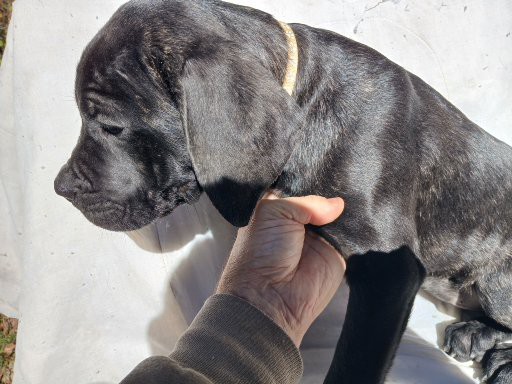 Amazing Cane Corso's