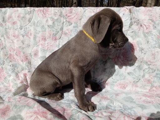 Amazing Cane Corso's