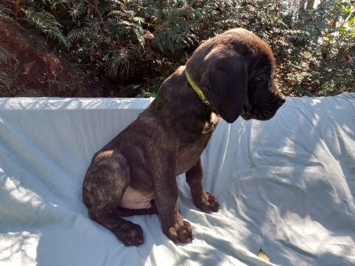 Amazing Cane Corso's