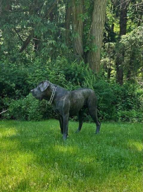 Amazing Cane Corso's