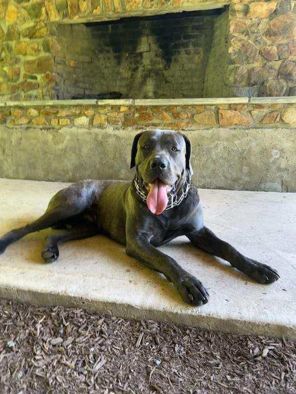 Amazing Cane Corso's
