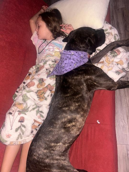 Amazing Cane Corso's