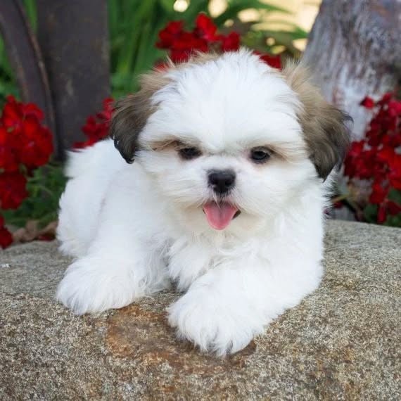 Lovely and home trained Shia tzu female puppy ready to go now