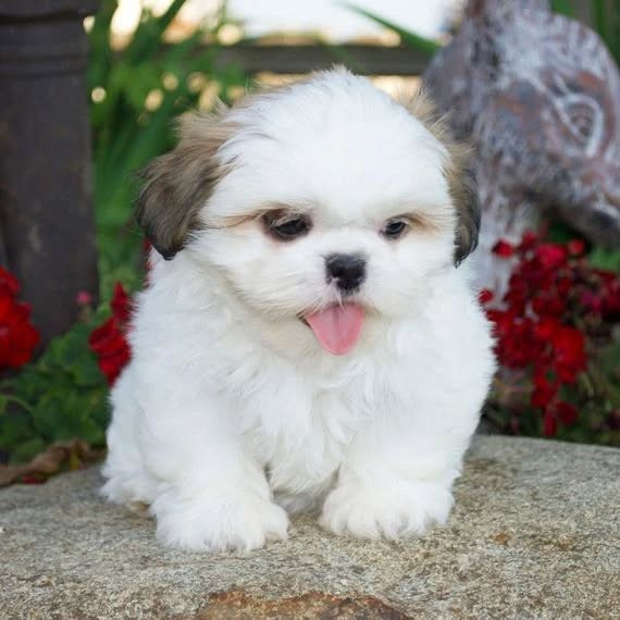 Lovely and home trained Shia tzu female puppy ready to go now