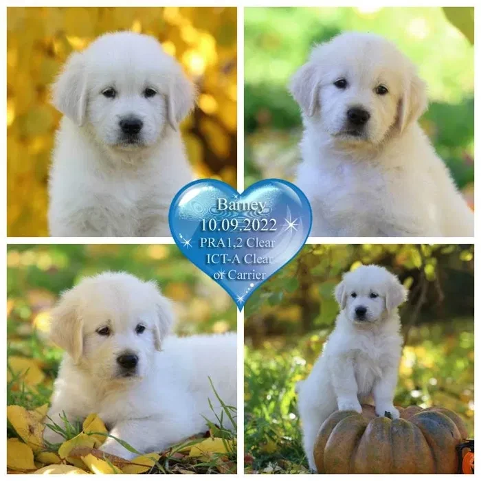 Gorgeous snow white and cream golden golden golden retriever puppies.