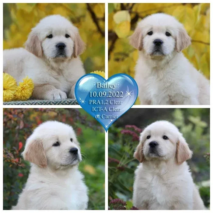 Gorgeous snow white and cream golden golden golden retriever puppies.