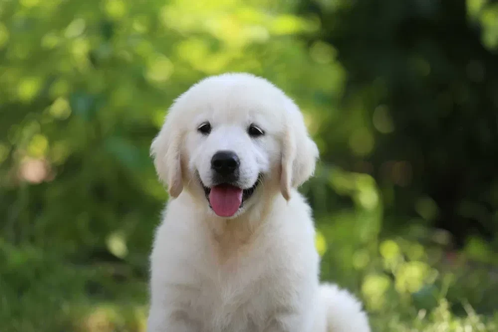 Gorgeous snow white and cream golden golden golden retriever puppies.