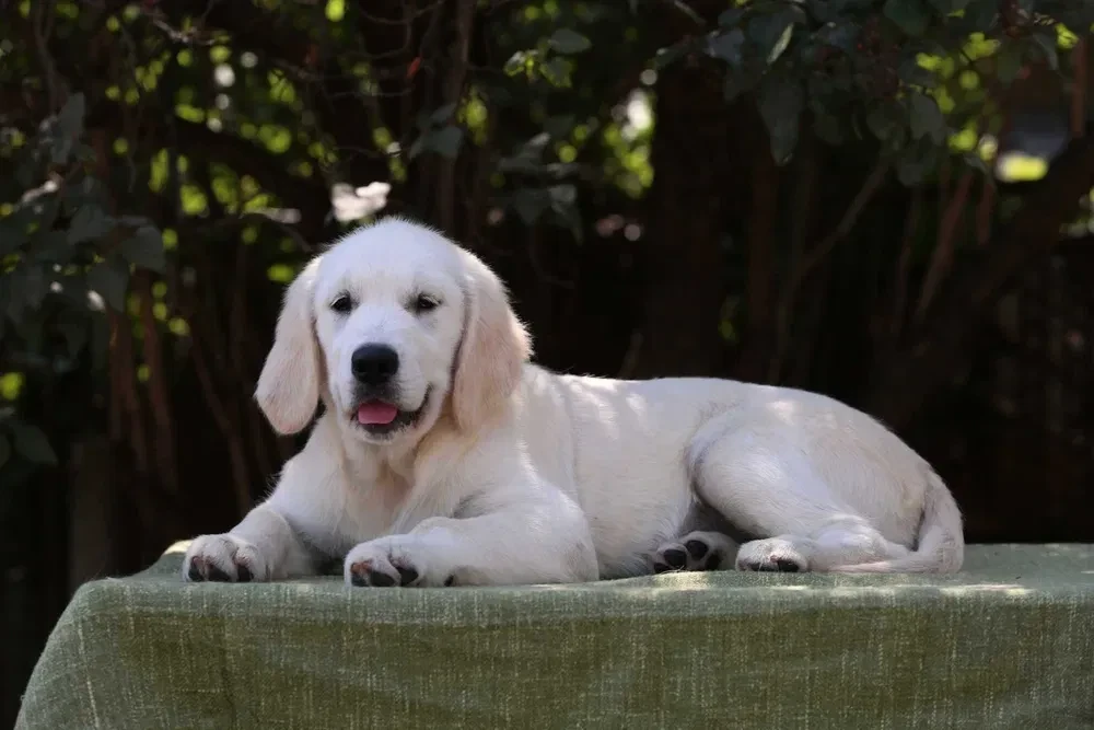 Gorgeous snow white and cream golden golden golden retriever puppies.