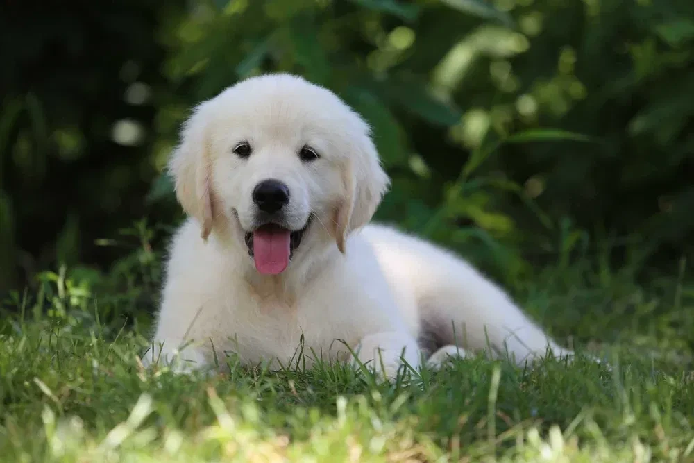 Gorgeous snow white and cream golden golden golden retriever puppies.