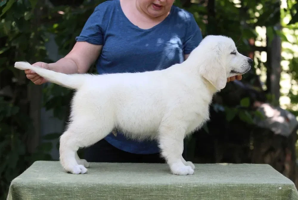 Gorgeous snow white and cream golden golden golden retriever puppies.