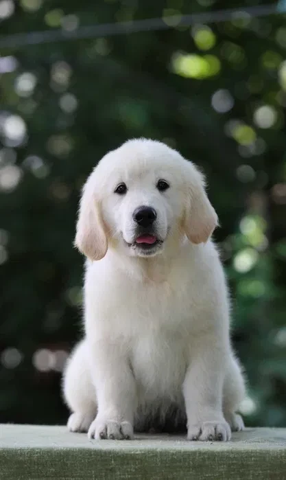 Gorgeous snow white and cream golden golden golden retriever puppies.
