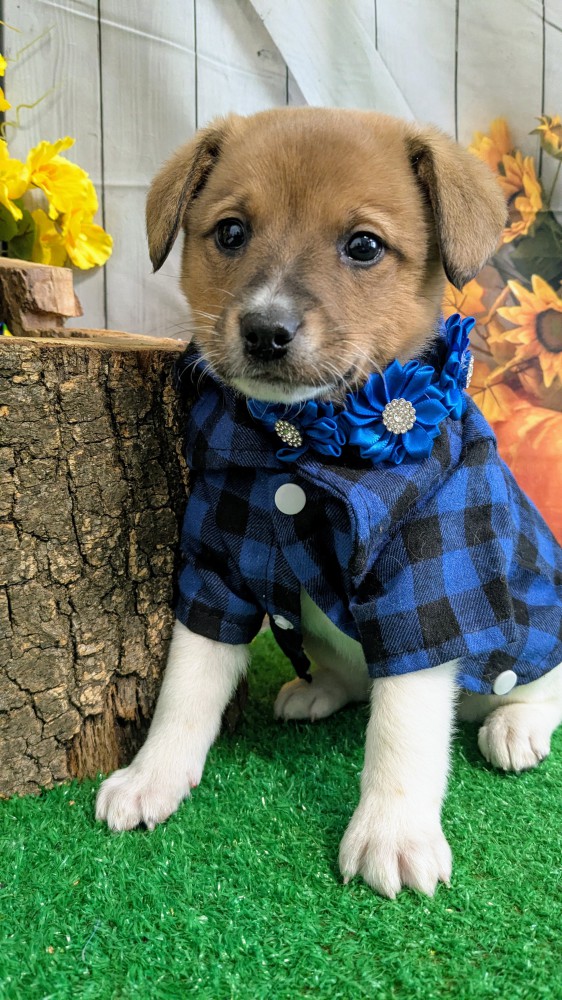 Chicago Farm Collie Type. Prespoiled.