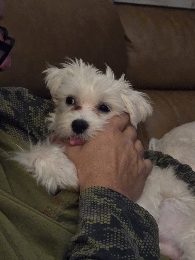 7 month old Maltese puppy needs a good home
