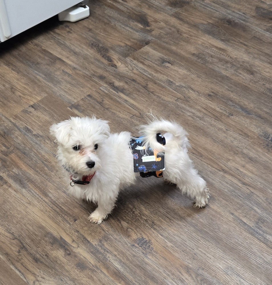 7 month old Maltese puppy needs a good home